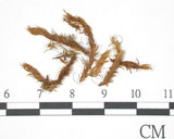 中文名:異形鳳尾蘚(B00009311)學名:Fissidens anomalus Mont.(B00009311)