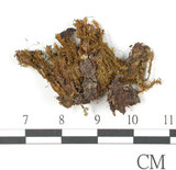 中文名:南京鳳尾蘚(B00009316)學名:Fissidens adelphinus Besch.(B00009316)