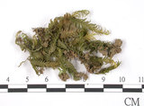 中文名:鳳尾蘚(B00009388)學名:Fissidens(B00009388)