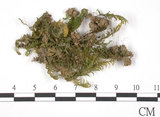 中文名:鳳尾蘚(B00009388)學名:Fissidens(B00009388)