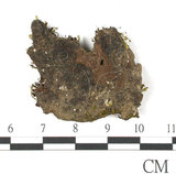 中文名:鳳尾蘚(B00009510)學名:Fissidens(B00009510)