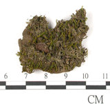 中文名:鳳尾蘚(B00009510)學名:Fissidens(B00009510)