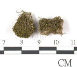 中文名:小鳳尾蘚(B00010042)學名:Fissidens bryoides Hedw.(B00010042)