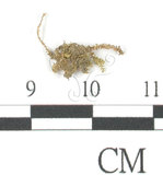 中文名:鳳尾蘚(B00010045)學名:Fissidens chungii Ther.(B00010045)
