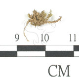 中文名:鳳尾蘚(B00010045)學名:Fissidens chungii Ther.(B00010045)