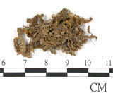 中文名:鳳尾蘚(B00010047)學名:Fissidens gozadakensis Horikawa.(B00010047)