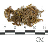 中文名:鳳尾蘚(B00010047)學名:Fissidens gozadakensis Horikawa.(B00010047)