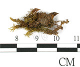 中文名:鳳尾蘚(B00010048)學名:Fissidens gozadakensis Horikawa.(B00010048)