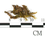 中文名:鳳尾蘚(B00010048)學名:Fissidens gozadakensis Horikawa.(B00010048)