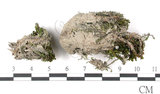 中文名:鳳尾蘚(B00011547)學名:Fissidens(B00011547)
