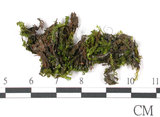 中文名:鳳尾蘚(B00011549)學名:Fissidens(B00011549)