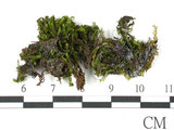 中文名:鳳尾蘚(B00011549)學名:Fissidens(B00011549)