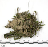 中文名:鳳尾蘚(B00011723)學名:Fissidens(B00011723)