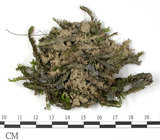 中文名:鳳尾蘚(B00011723)學名:Fissidens(B00011723)