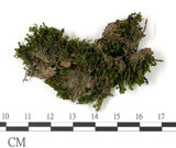 中文名:鳳尾蘚(B00011730)學名:Fissidens(B00011730)