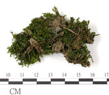 中文名:鳳尾蘚(B00011730)學名:Fissidens(B00011730)