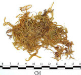 中文名:灰蘚(B00005106)學名:Hypnum homaliacea (Besch.) Broth.(B00005106)