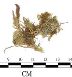 中文名:孔雀蘚(B00010507)學名:Hypopterygium flavo-limbatum C. Muell.(B00010507)