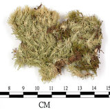 中文名:白髮蘚(B00000167)學名:Leucobryum neilgherrense C. Muell.(B00000167)