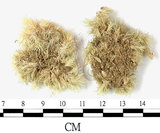 中文名:白髮蘚(B00001116)學名:Leucobryum bowringii Mitt.(B00001116)