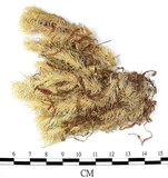 中文名:爪哇白髮蘚(B00002076)學名:Leucobryum javense (Brid. ex Schwaegr.) Mitt.(B00002076)