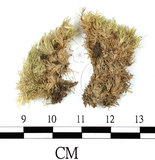 中文名:白髮蘚(B00003162)學名:Leucobryum neilgherrense C. Muell.(B00003162)