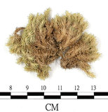 中文名:白髮蘚(B00003316)學名:Leucobryum neilgherrense C. Muell.(B00003316)