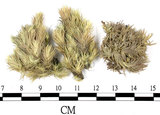 中文名:白髮蘚(B00003320)學名:Leucobryum scalare C. Muell.ex Fleisch.(B00003320)