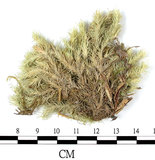 中文名:白髮蘚(B00003324)學名:Leucobryum scalare C. Muell.ex Fleisch.(B00003324)