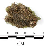 中文名:白髮蘚(B00003741)學名:Leucobryum juniperoideum (Brid.) C.Muell.(B00003741)