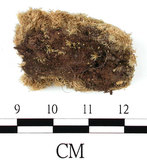 中文名:白髮蘚(B00004145)學名:Leucobryum neilgherrense C. Muell.(B00004145)
