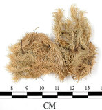中文名:爪哇白髮蘚(B00004165)學名:Leucobryum javense (Brid. ex Schwaegr.) Mitt.(B00004165)