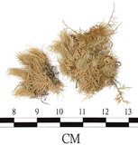 中文名:白髮蘚(B00004763)學名:Leucobryum neilgherrense C. Muell.(B00004763)