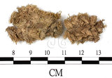 中文名:白髮蘚(B00008957)學名:Leucobryum juniperoideum (Brid.) C.Muell.(B00008957)