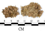 中文名:白髮蘚(B00008957)學名:Leucobryum juniperoideum (Brid.) C.Muell.(B00008957)