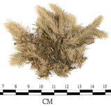 中文名:爪哇白髮蘚(B00008960)學名:Leucobryum javense (Brid. ex Schwaegr.) Mitt.(B00008960)
