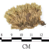 中文名:白髮蘚(B00008961)學名:Leucobryum juniperoideum (Brid.) C.Muell.(B00008961)
