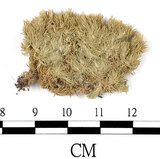 中文名:白髮蘚(B00008961)學名:Leucobryum juniperoideum (Brid.) C.Muell.(B00008961)