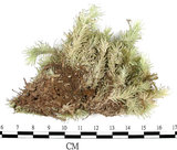 中文名:白髮蘚(B00011637)學名:Leucobryum scabrum Lac.(B00011637)