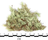 中文名:白髮蘚(B00011637)學名:Leucobryum scabrum Lac.(B00011637)