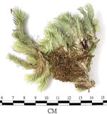 中文名:白髮蘚(B00011694)學名:Leucobryum scabrum Lac.(B00011694)