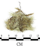 中文名:爪哇白髮蘚(B00012189)學名:Leucobryum javense (Brid. ex Schwaegr.) Mitt.(B00012189)