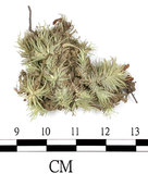 中文名:爪哇白髮蘚(B00012190)學名:Leucobryum javense (Brid. ex Schwaegr.) Mitt.(B00012190)