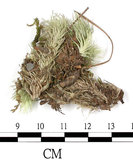 中文名:爪哇白髮蘚(B00012191)學名:Leucobryum javense (Brid. ex Schwaegr.) Mitt.(B00012191)