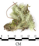 中文名:爪哇白髮蘚(B00012191)學名:Leucobryum javense (Brid. ex Schwaegr.) Mitt.(B00012191)