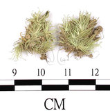 中文名:白髮蘚(B00012197)學名:Leucobryum neilgherrense C. Muell.(B00012197)