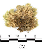 中文名:白髮蘚(B00013556)學名:Leucobryum chlorophyllosum C. Muell.(B00013556)