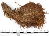 中文名:檜葉金髮蘚(B00002174)學名:Polytrichum juniperinum Wild ex Hedw.(B00002174)中文別名:土馬棕