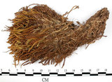 中文名:檜葉金髮蘚(B00002174)學名:Polytrichum juniperinum Wild ex Hedw.(B00002174)中文別名:土馬棕