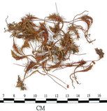 中文名:檜葉金髮蘚(B00002175)學名:Polytrichum juniperinum Wild ex Hedw.(B00002175)中文別名:土馬棕